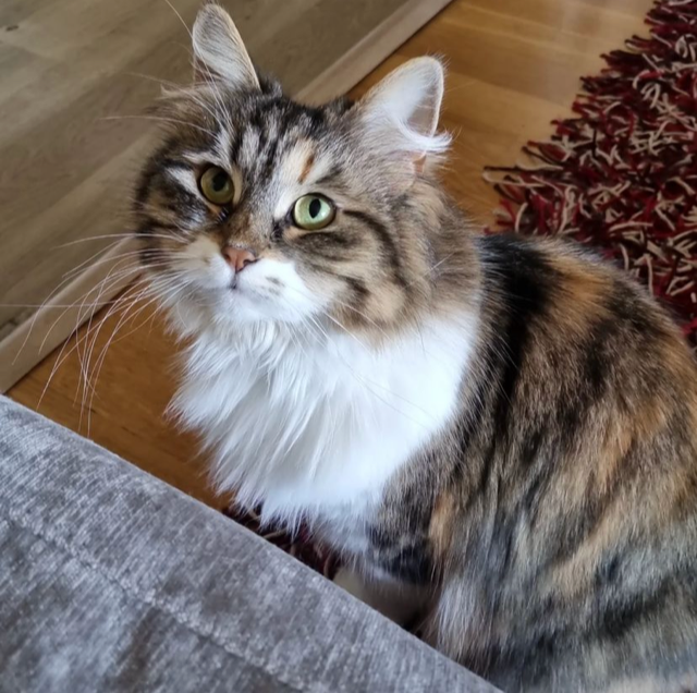 Sibirisk katt Xainza